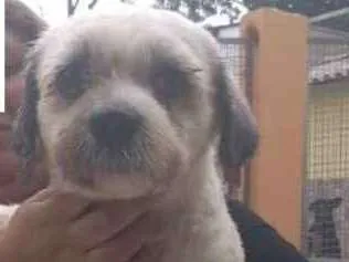 Cachorro ra a Lhasa Apso idade 3 anos nome Alaska Pequeno