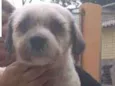Alaska Pequeno