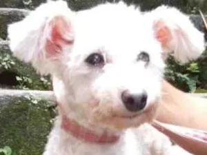 Cachorro raça Poodle idade 6 ou mais anos nome Carneirinho 