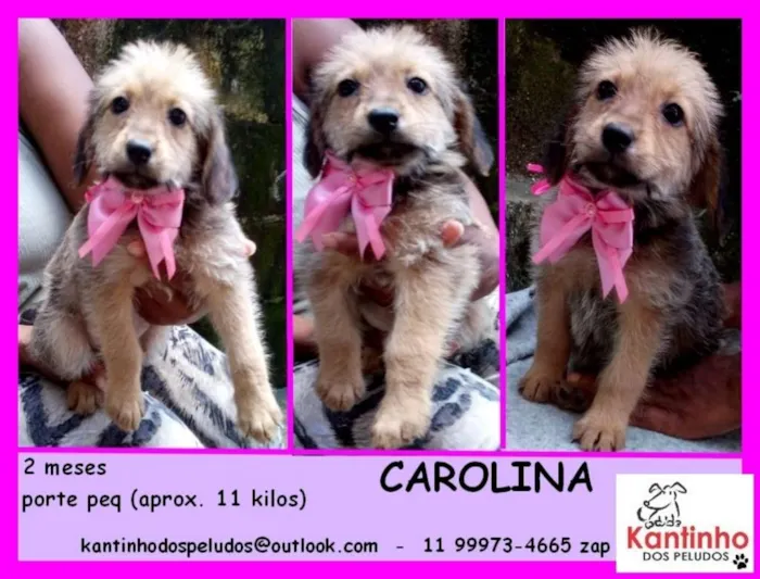 Cachorro ra a  idade 2 a 6 meses nome Carolina Bebezinha
