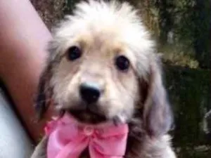 Cachorro raça  idade 2 a 6 meses nome Carolina Bebezinha