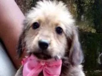 Cachorro ra a  idade 2 a 6 meses nome Carolina Bebezinha
