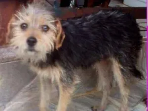 Cachorro raça  idade 2 a 6 meses nome Marieta Bebezinha