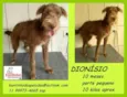 Dionisio Filhotinho