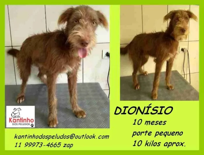 Cachorro ra a  idade 7 a 11 meses nome Dionisio Filhotinho