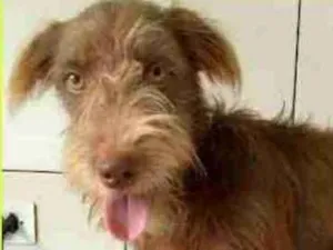 Cachorro raça  idade 7 a 11 meses nome Dionisio Filhotinho