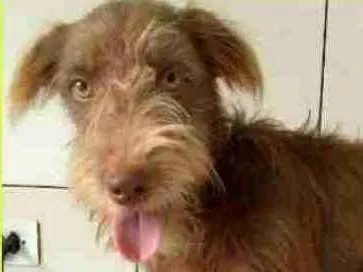 Cachorro ra a  idade 7 a 11 meses nome Dionisio Filhotinho