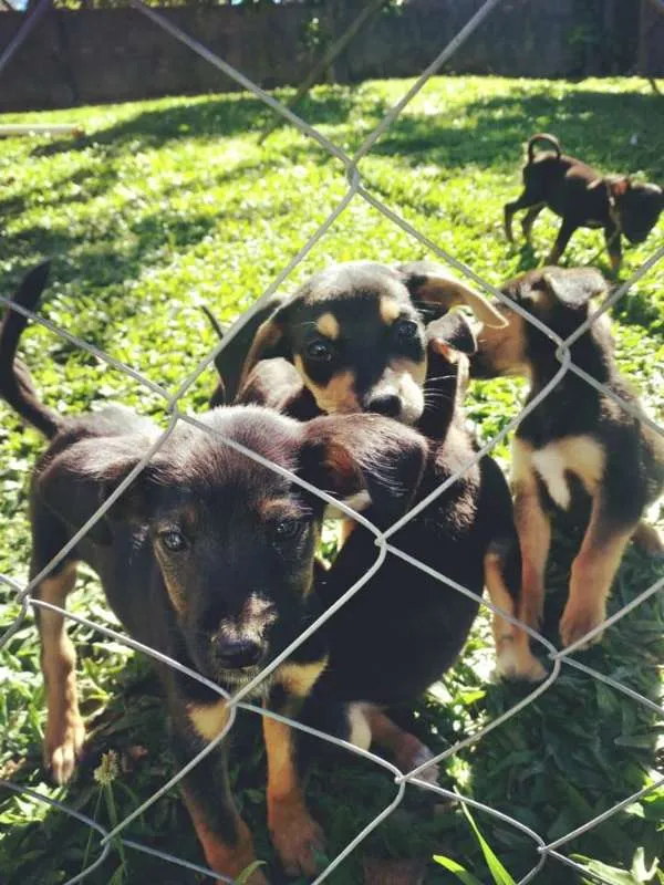 Cachorro ra a vira lata idade 2 a 6 meses nome sem nome