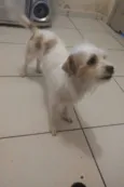 Lupi