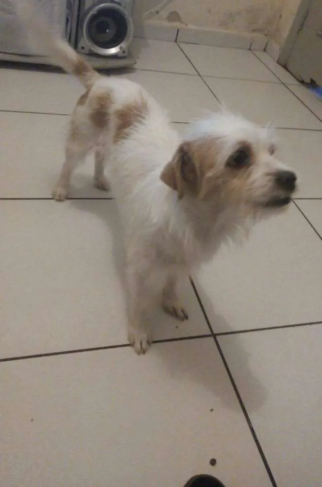 Cachorro ra a Ilhasa misturada com viralata idade 2 anos nome Lupi