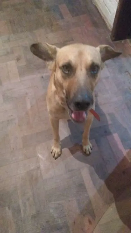 Cachorro ra a Vira lata idade 3 anos nome Chisp