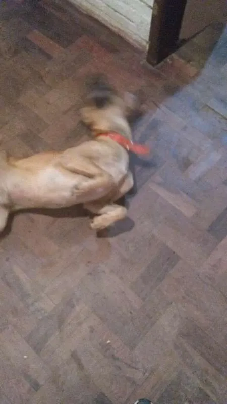 Cachorro ra a Vira lata idade 3 anos nome Chisp