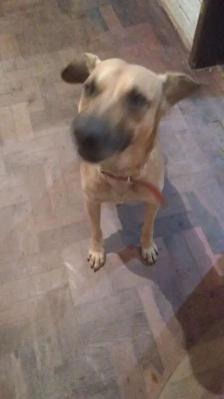 Cachorro ra a Vira lata idade 3 anos nome Chisp