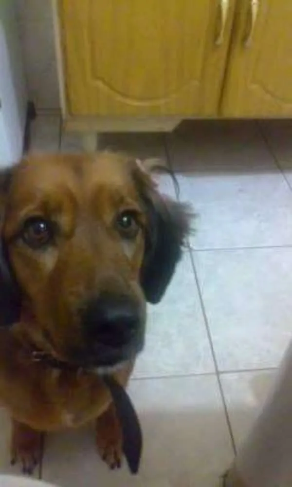 Cachorro ra a SRD idade 6 ou mais anos nome Jade