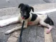 Cachorro raça SRD idade 2 anos nome Enya