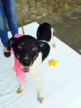 Cachorro raça SRD idade 2 anos nome Enya