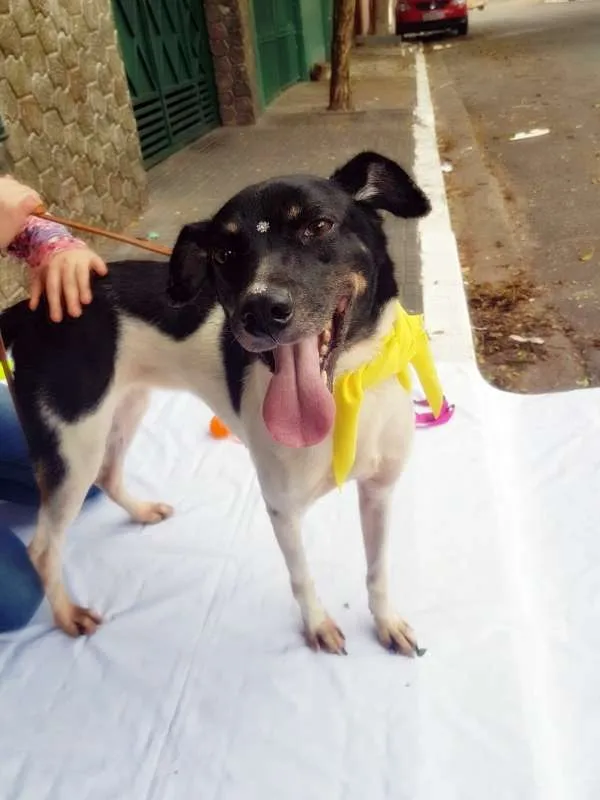 Cachorro raça SRD idade 2 anos nome Enya