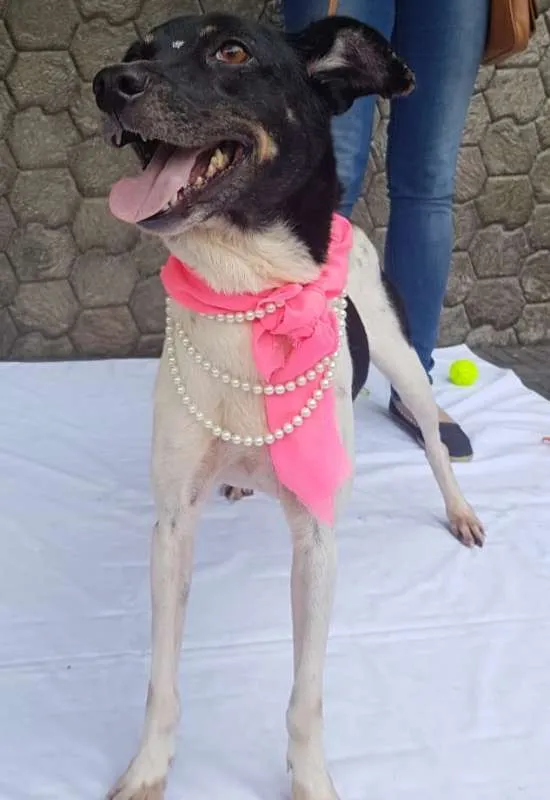 Cachorro raça SRD idade 2 anos nome Enya