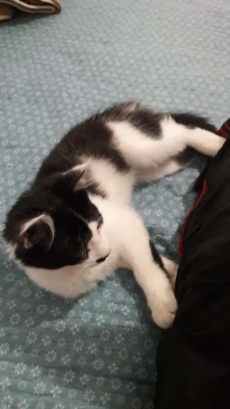 Gato raça SRD idade 2 a 6 meses nome Sem nome definido 