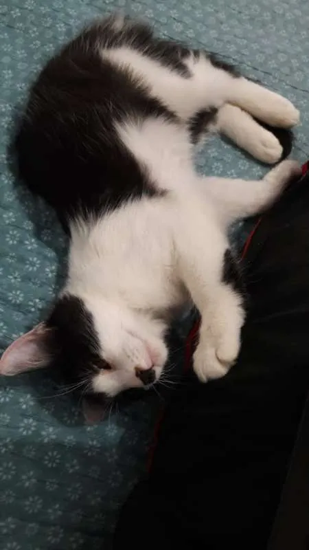 Gato raça SRD idade 2 a 6 meses nome Sem nome definido 