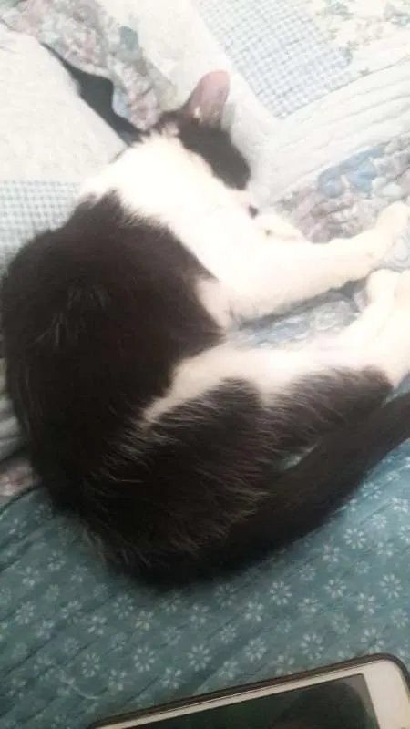 Gato raça SRD idade 2 a 6 meses nome Sem nome definido 