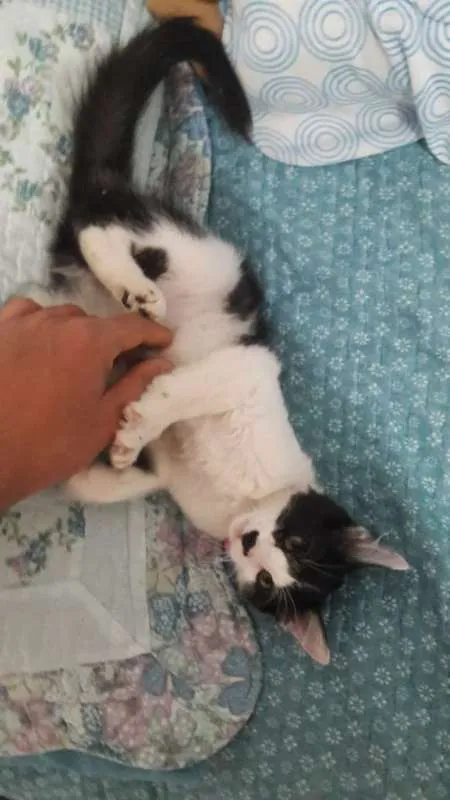 Gato raça SRD idade 2 a 6 meses nome Sem nome definido 