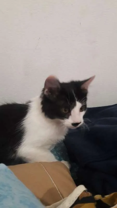 Gato raça SRD idade 2 a 6 meses nome Sem nome definido 