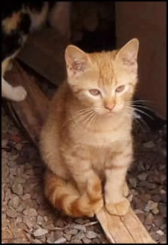 Gato ra a  idade 2 a 6 meses nome Gatinhos