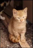 Gatinhos