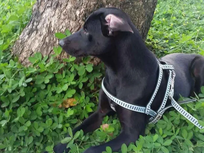 Cachorro raça SRD mestiço de labrador  idade 2 a 6 meses nome Francisco/Chico