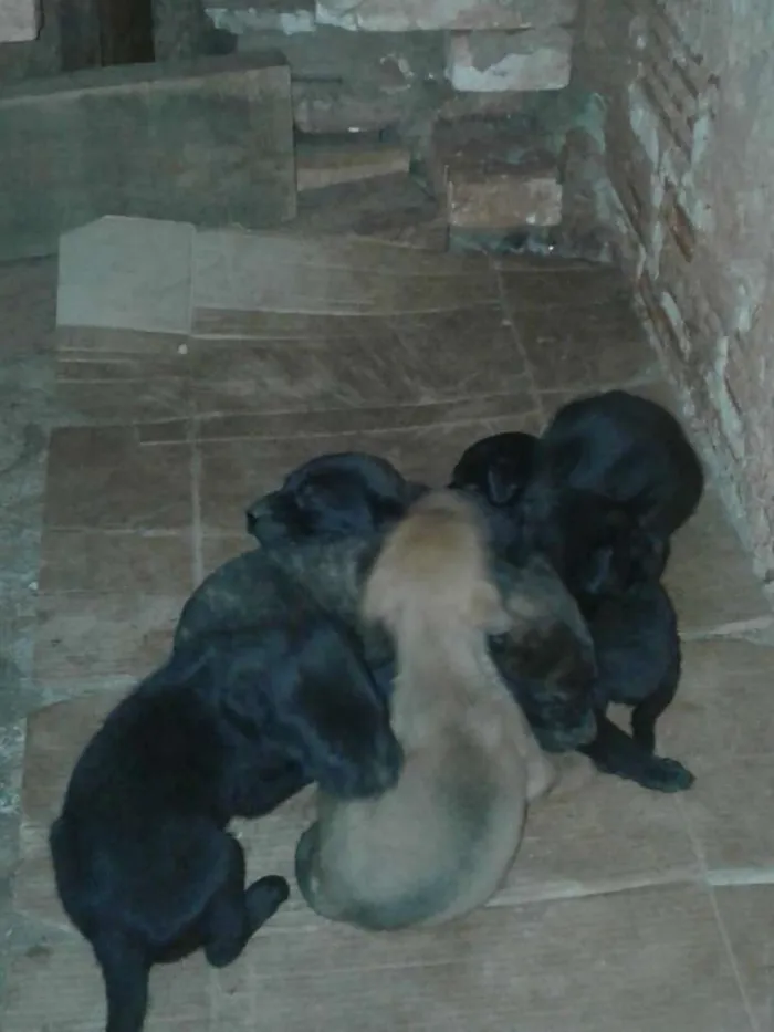 Cachorro ra a Vira lata  idade Abaixo de 2 meses nome Não tem nome