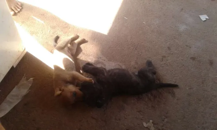 Cachorro ra a Vira lata  idade Abaixo de 2 meses nome Não tem nome