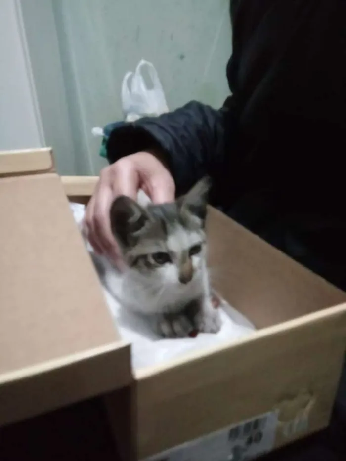 Gato ra a Sem raça definida idade 2 a 6 meses nome Floquinho