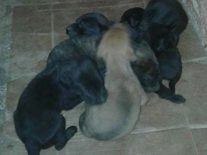 Cachorro ra a Vira lata  idade Abaixo de 2 meses nome Não tem nome