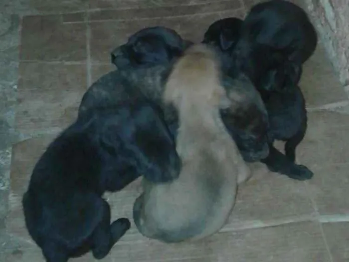 Cachorro ra a Vira lata  idade Abaixo de 2 meses nome Não tem nome