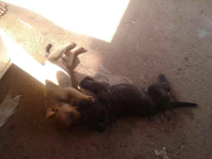 Cachorro ra a Vira lata  idade Abaixo de 2 meses nome Não tem nome