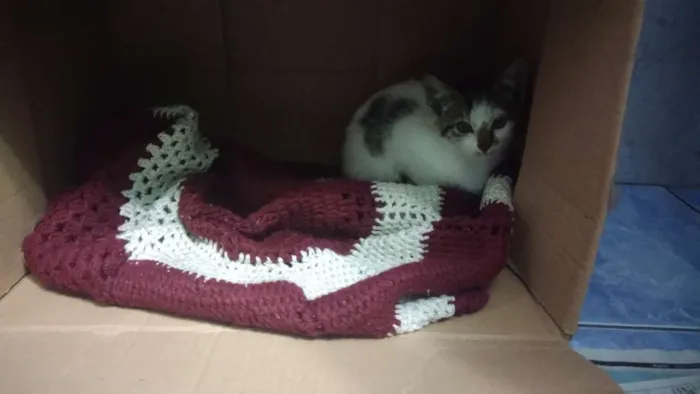 Gato ra a Sem raça definida idade 2 a 6 meses nome Floquinho