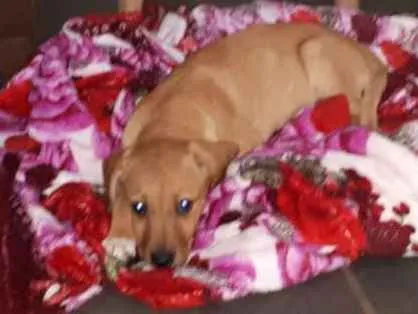 Cachorro ra a SRD idade 2 a 6 meses nome Ágatha