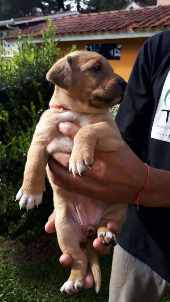 Cachorro ra a SRD idade 2 a 6 meses nome Ágatha
