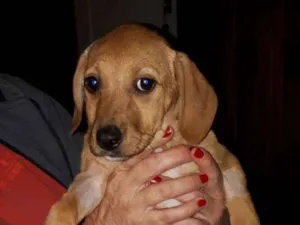 Cachorro raça SRD idade 2 a 6 meses nome Ágatha