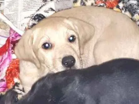 Cachorro ra a SRD idade 2 a 6 meses nome Yuri