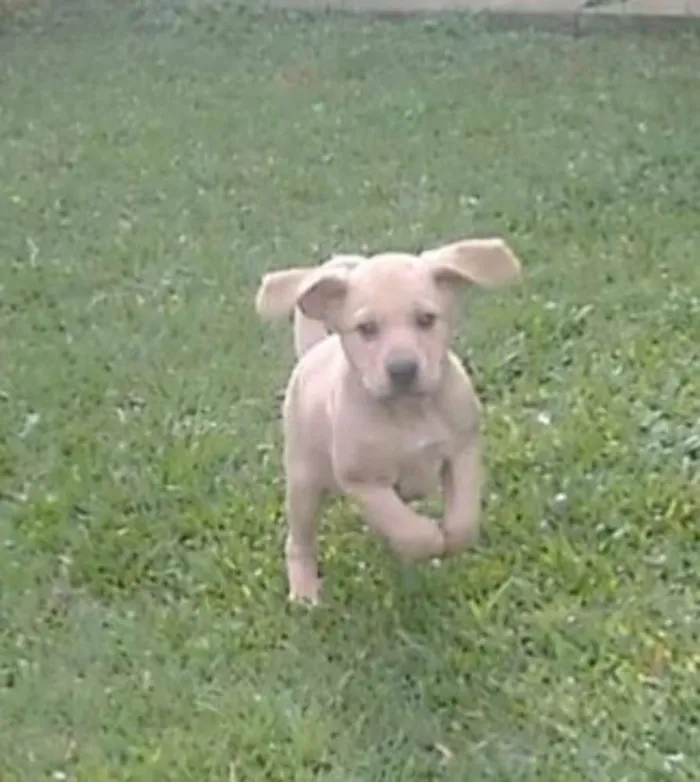 Cachorro ra a SRD idade 2 a 6 meses nome Yuri