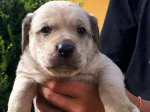 Cachorro raça SRD idade 2 a 6 meses nome Yuri
