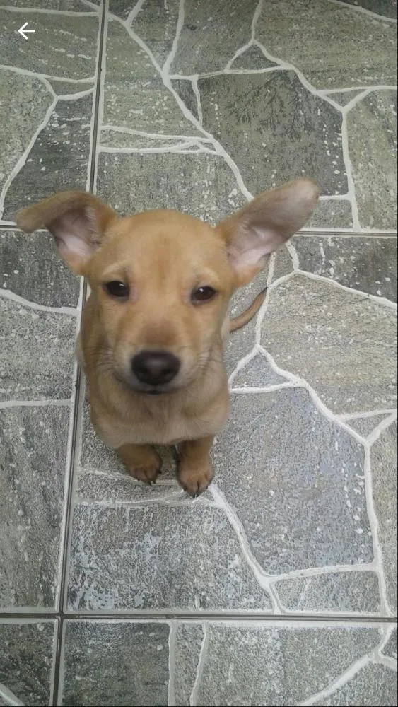 Cachorro raça Misturado  idade 2 a 6 meses nome Bob