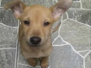 Cachorro raça Misturado  idade 2 a 6 meses nome Bob