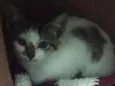 Floquinho