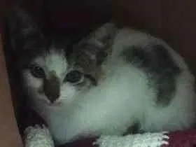 Gato ra a Sem raça definida idade 2 a 6 meses nome Floquinho