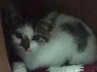 Gato raça Sem raça definida idade 2 a 6 meses nome Floquinho