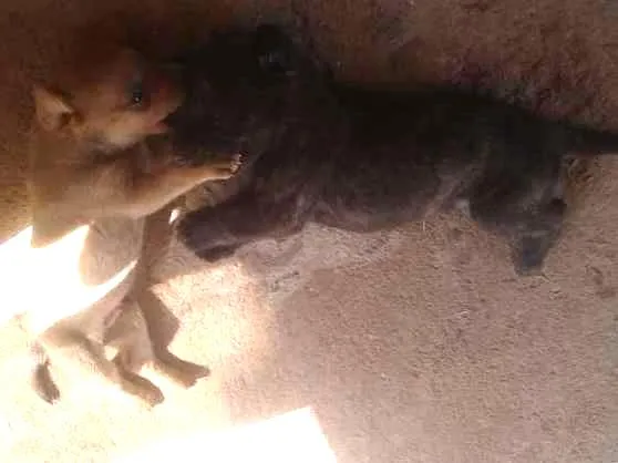 Cachorro ra a Vira lata  idade Abaixo de 2 meses nome Não tem nome