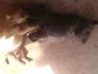 Cachorro raça Vira lata  idade Abaixo de 2 meses nome Não tem nome